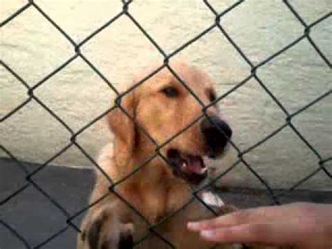 pornor mulher com cachorro|100.000+ melhores vídeos de Mulher Com Cachorro .